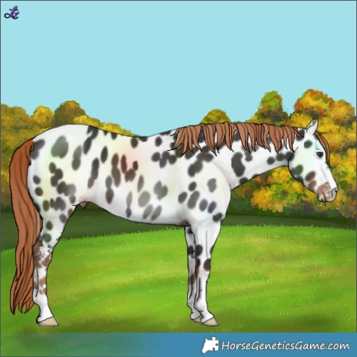 Horse Color:Liver Chestnut Leopard 