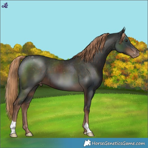 Horse Color:Liver Chestnut Varnish 
