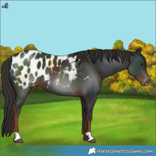 Horse Color:Liver Chestnut Blanket 
