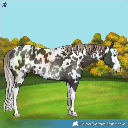 Horse Color:White Spotted Liver Chestnut Splash Blanket 