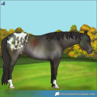 Horse Color:Liver Chestnut Blanket Rabicano 