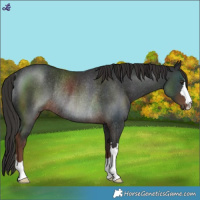 Horse Color:Liver Chestnut Rabicano 