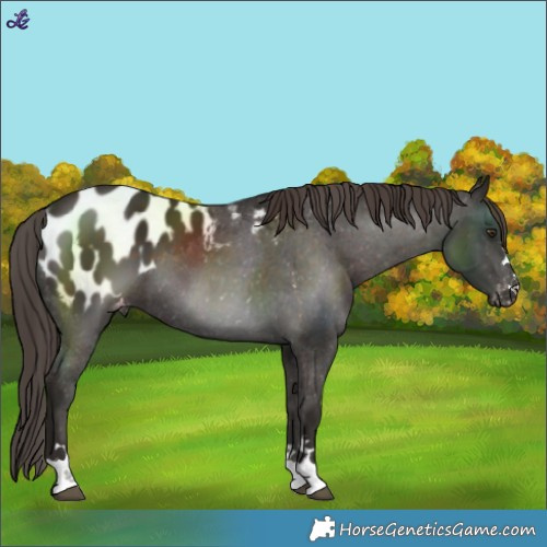 Horse Color:Liver Chestnut Blanket 