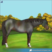 Horse Color:Liver Chestnut 
