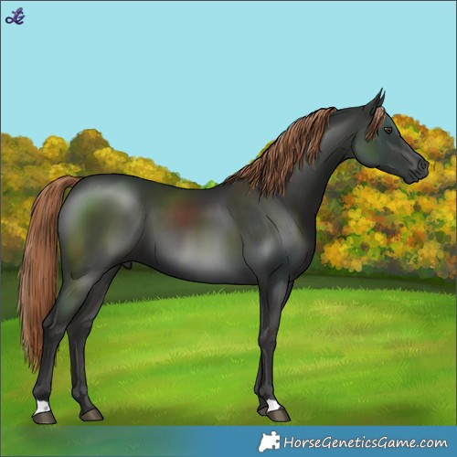 Horse Color:Liver Chestnut 