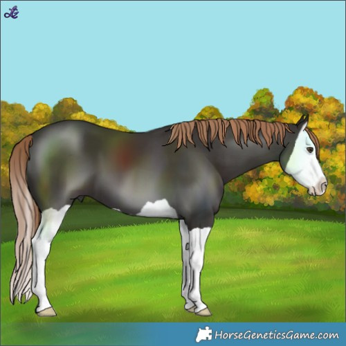 Horse Color:Liver Chestnut Splash 