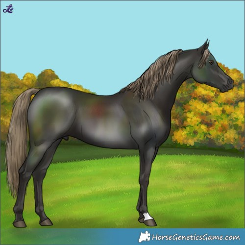 Horse Color:Liver Chestnut 