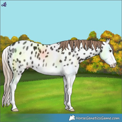 Horse Color:Liver Chestnut Splash Near Leopard 