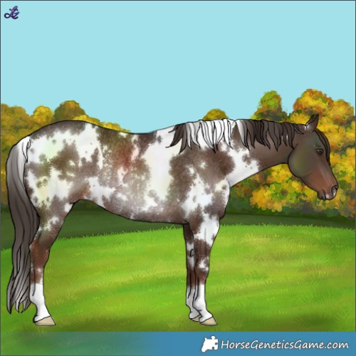 Horse Color:White Spotted Liver Chestnut Rabicano 