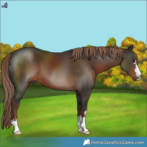 Horse Color:Liver Chestnut 
