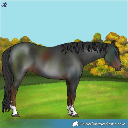 Horse Color:Liver Chestnut 