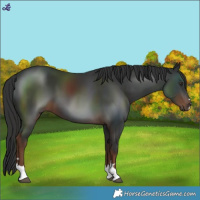 Horse Color:Liver Chestnut 