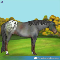 Horse Color:Liver Chestnut Blanket