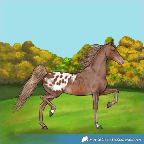 Horse Color:Chestnut Appaloosa 
