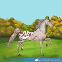 Horse Color:Chestnut Blanket 