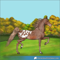 Horse Color:Chestnut Appaloosa