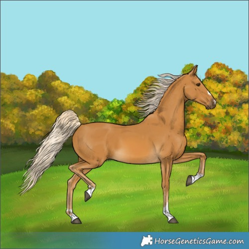 Horse Color:Palomino 