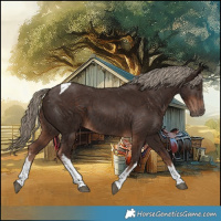 Horse Color:White Spotted Liver Chestnut Tobiano 