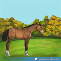 Horse Color:Gray Amber Champagne 