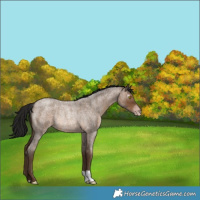 Horse Color:Gray Sable Champagne Roan Rabicano