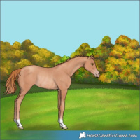 Horse Color:Gold Champagne Rabicano