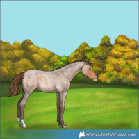 Horse Color:Gray Perlino Roan 