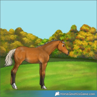 Horse Color:Gray Silver Buckskin
