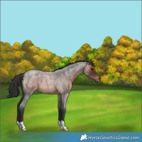 Horse Color:Brown Roan 