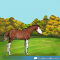 Horse Color:Chestnut Splash Rabicano 
