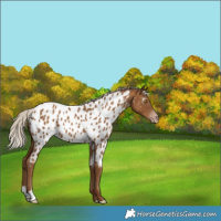 Horse Color:Gray Silver Classic Champagne Blanket 