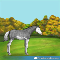 Horse Color:Blue Roan Splash Rabicano 