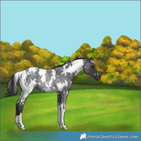 Horse Color:White Spotted Blue Roan Rabicano 