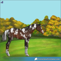 Horse Color:White Spotted Liver Chestnut