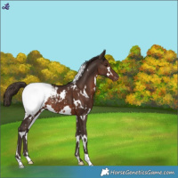 Horse Color:White Spotted Liver Chestnut Varnish