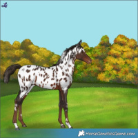 Horse Color:White Spotted Liver Chestnut Blanket