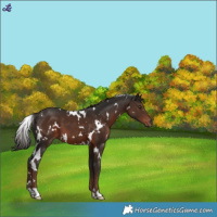 Horse Color:White Spotted Liver Chestnut 