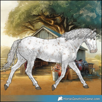 Horse Color:White Spotted Silver Bay Dun Sabino Rabicano 