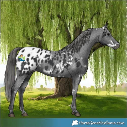 Horse Color:White Spotted Black Appaloosa 