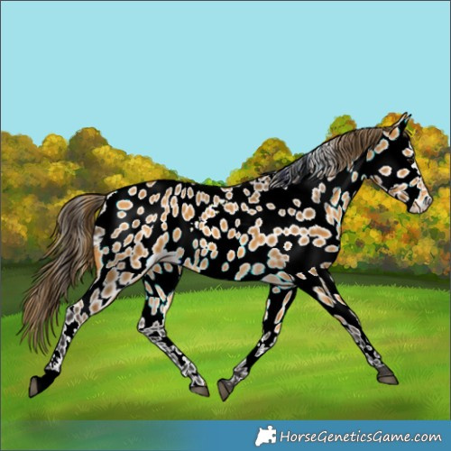 Horse Color:Buckskin Appaloosa 