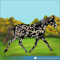 Horse Color:Buckskin Appaloosa 