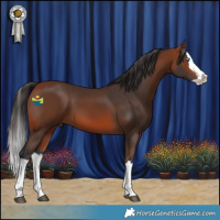 Horse Color:Bay Splash 