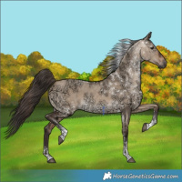 Horse Color:Bay Ice Dun Tobiano 