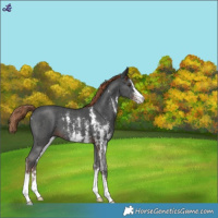 Horse Color:Liver Chestnut Sabino