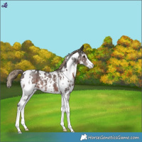 Horse Color:White Spotted Liver Chestnut Sabino 