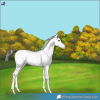Horse Color:Liver Chestnut Sabino Snowcap 