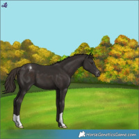 Horse Color:Liver Chestnut Varnish