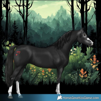 Horse Color:Gray Black 