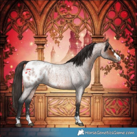 Horse Color:Bay Roan Appaloosa 