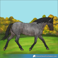 Horse Color:White Spotted Brown Roan 