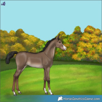 Horse Color:Liver Red Dun